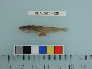  ( - BEAU2011-125a)  @13 [ ] Copyright (2012) C. W. Mecklenburg Point Stephens Research