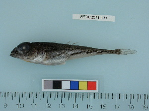  ( - BEAU2011-131a)  @12 [ ] Copyright (2012) C. W. Mecklenburg Point Stephens Research