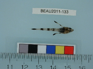  ( - BEAU2011-133a)  @13 [ ] Copyright (2012) C. W. Mecklenburg Point Stephens Research