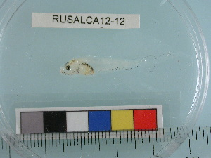  ( - RUSALCA12-12)  @12 [ ] Copyright (2012) C. W. Mecklenburg Point Stephens Research