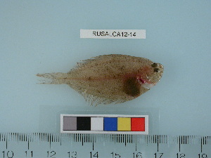  ( - RUSALCA12-14)  @12 [ ] Copyright (2012) C. W. Mecklenburg Point Stephens Research