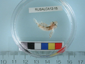  ( - RUSALCA12-15)  @13 [ ] Copyright (2012) C. W. Mecklenburg Point Stephens Research