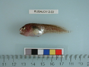  ( - RUSALCA12-30)  @14 [ ] Copyright (2012) C. W. Mecklenburg Point Stephens Research