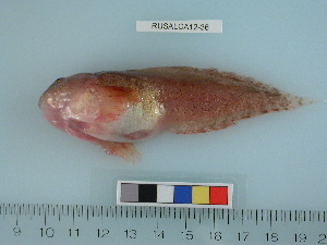  ( - RUSALCA12-36)  @12 [ ] Copyright (2012) C. W. Mecklenburg Point Stephens Research