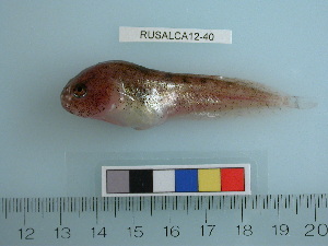  ( - RUSALCA12-40)  @12 [ ] Copyright (2012) C. W. Mecklenburg Point Stephens Research