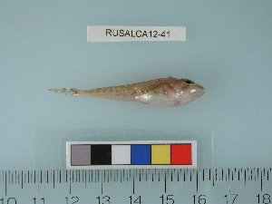  ( - RUSALCA12-41)  @13 [ ] Copyright (2012) C. W. Mecklenburg Point Stephens Research