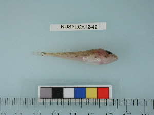  ( - RUSALCA12-42)  @13 [ ] Copyright (2012) C. W. Mecklenburg Point Stephens Research