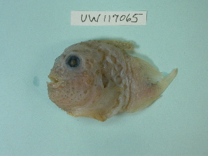  ( - UW117065)  @12 [ ] Copyright (2013) C. W. Mecklenburg Point Stephens Research