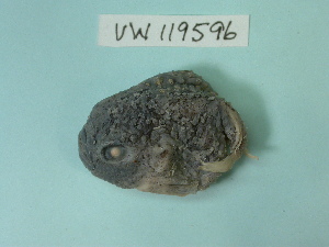 (Eumicrotremus gyrinops - UW119596)  @13 [ ] Copyright (2013) C. W. Mecklenburg Point Stephens Research