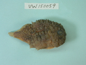  (Eumicrotremus andriashevi - UW150059)  @14 [ ] Copyright (2013) C. W. Mecklenburg Point Stephens Research