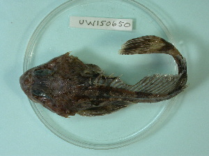  (Hemilepidotus jordani - UW150650)  @13 [ ] Copyright (2013) C. W. Mecklenburg Point Stephens Research