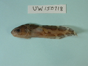  (Liparis tunicatus - UW150718)  @14 [ ] Copyright (2013) C. W. Mecklenburg Point Stephens Research