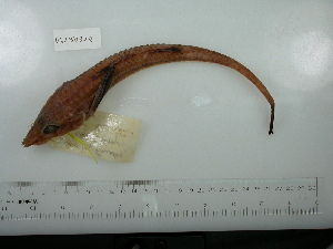  (Leptagonus frenatus - UW150828)  @11 [ ] Copyright (2015) C. W. Mecklenburg Point Stephens Research