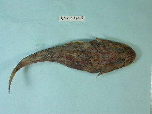  ( - UW151064)  @12 [ ] Copyright (2013) C. W. Mecklenburg Point Stephens Research