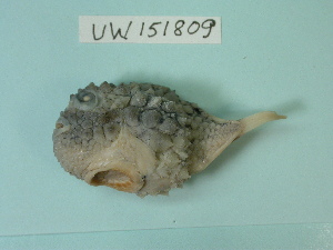  ( - UW151809)  @13 [ ] Copyright (2013) C. W. Mecklenburg Point Stephens Research