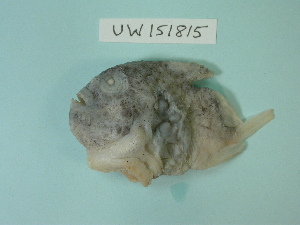  ( - UW151815)  @12 [ ] Copyright (2013) C. W. Mecklenburg Point Stephens Research