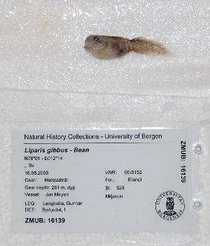  ( - ZMUB16139)  @12 [ ] Copyright (2012) University Museum of Bergen University of Bergen