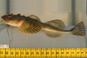  (Myoxocephalus quadricornis - AL-9240)  @14 [ ] Copyright (2010) Arve Lynghammar University of Tromso, Norway