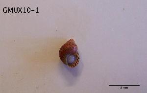 (Tricolia pullus canarica - DSGD144)  @12 [ ] Unspecified (default): All Rights Reserved  Unspecified Unspecified