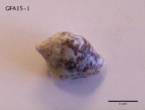  (Columbella adansoni - DSGD38)  @11 [ ] Unspecified (default): All Rights Reserved  Unspecified Unspecified