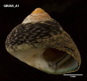  ( - DSG80)  @12 [ ] Copyright (2014) Bruno C.F. Ladeiro University of Aveiro and Centre for Environmental and Marine Studies, CESAM