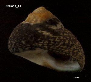  ( - DSG82)  @12 [ ] Copyright (2014) Bruno C.F. Ladeiro University of Aveiro and Centre for Environmental and Marine Studies, CESAM