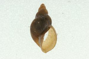  ( - CHU06-MOL-168)  @14 [ ] CreativeCommons - Attribution (2010) CBG Photography Group Centre for Biodiversity Genomics