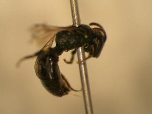  (Hylaeus digitatus - JBWM0310355)  @13 [ ] Copyright (2008) J.B. Wallis Museum of Entomology, University of Manitoba J.B. Wallis Museum of Entomology, University of Manitoba