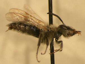  (Andrena nigrihirta - JBWM0311659)  @14 [ ] Copyright (2008) J.B. Wallis Museum of Entomology, University of Manitoba J.B. Wallis Museum of Entomology, University of Manitoba