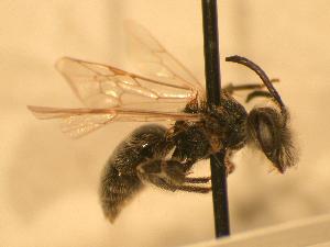  (Andrena nigrihirta - JBWM0311660)  @14 [ ] Copyright (2008) J.B. Wallis Museum of Entomology, University of Manitoba J.B. Wallis Museum of Entomology, University of Manitoba