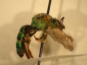  ( - JBWM0311998)  @11 [ ] Copyright (2008) J.B. Wallis Museum of Entomology, University of Manitoba J.B. Wallis Museum of Entomology, University of Manitoba