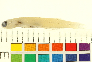  ( - OL-0704)  @13 [ ] CreativeCommons - Attribution (2012) CBG Photography Group Centre for Biodiversity Genomics