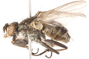  ( - 10PROBE-15113)  @14 [ ] CreativeCommons - Attribution (2015) CBG Photography Group Centre for Biodiversity Genomics