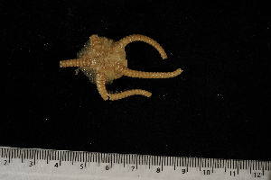  ( - jr275_212.36)  @13 [ ] CreativeCommons - Attribution Non-Commercial Share-Alike (2012) Chester Sands British Antarctic Survey