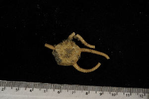  ( - jr275_212.36)  @13 [ ] CreativeCommons - Attribution Non-Commercial Share-Alike (2012) Chester Sands British Antarctic Survey