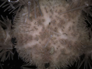  ( - PS77_211-5.39)  @12 [ ] CreativeCommons - Attribution Non-Commercial Share-Alike (2011) Chester Sands British Antarctic Survey