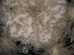  ( - PS77_211-5.40)  @12 [ ] CreativeCommons - Attribution Non-Commercial Share-Alike (2011) Chester Sands British Antarctic Survey