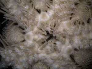  ( - PS77_211-5.40)  @12 [ ] CreativeCommons - Attribution Non-Commercial Share-Alike (2011) Chester Sands British Antarctic Survey