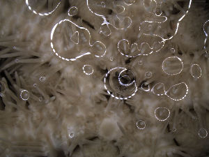  ( - PS77_211-5.41)  @12 [ ] CreativeCommons - Attribution Non-Commercial Share-Alike (2011) Chester Sands British Antarctic Survey