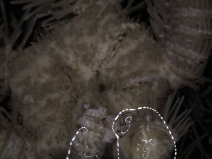  ( - PS77_211-5.42)  @12 [ ] CreativeCommons - Attribution Non-Commercial Share-Alike (2011) Chester Sands British Antarctic Survey