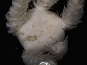  ( - PS77_211-5.48)  @12 [ ] CreativeCommons - Attribution Non-Commercial Share-Alike (2011) Chester Sands British Antarctic Survey