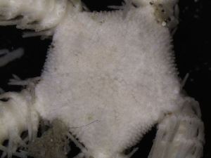  ( - PS77_211-5.65)  @12 [ ] CreativeCommons - Attribution Non-Commercial Share-Alike (2011) Chester Sands British Antarctic Survey