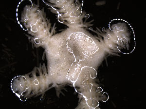  ( - PS77_211-7.28)  @12 [ ] CreativeCommons - Attribution Non-Commercial Share-Alike (2011) Chester Sands British Antarctic Survey