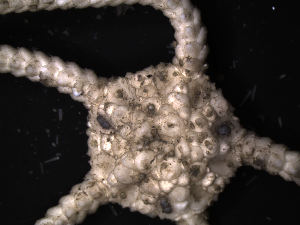  ( - PS77_226-7.15)  @13 [ ] CreativeCommons - Attribution Non-Commercial Share-Alike (2011) Chester Sands British Antarctic Survey