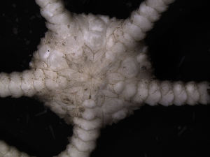  ( - PS77_226-7.15)  @13 [ ] CreativeCommons - Attribution Non-Commercial Share-Alike (2011) Chester Sands British Antarctic Survey