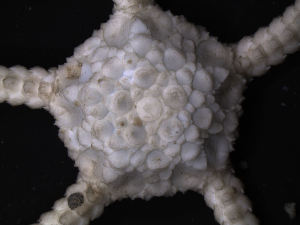  ( - PS77_228-4.39)  @13 [ ] CreativeCommons - Attribution Non-Commercial Share-Alike (2011) Chester Sands British Antarctic Survey