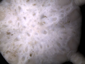  ( - PS77_233-3.17)  @12 [ ] CreativeCommons - Attribution Non-Commercial Share-Alike (2011) Chester Sands British Antarctic Survey