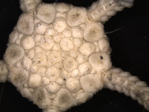  ( - PS77_257-2.27)  @13 [ ] CreativeCommons - Attribution Non-Commercial Share-Alike (2011) Chester Sands British Antarctic Survey