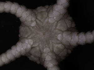  ( - PS77_308-1.16)  @13 [ ] CreativeCommons - Attribution Non-Commercial Share-Alike (2011) Chester Sands British Antarctic Survey