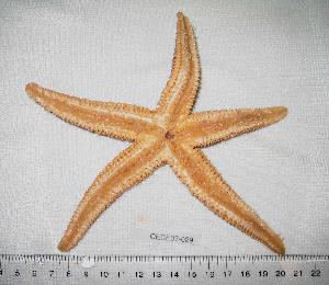  ( - CECE07-029)  @13 [ ] CreativeCommons - Attribution (2010) CBG Photography Group Centre for Biodiversity Genomics